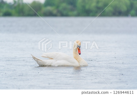 Graceful white Swan swimming in the lake, swans in the wild. Portrait of a white swan swimming on a lake. Graceful white Swan swimming in the lake, swans in the wild. Portrait of a white swan swimming on a lake. 126944611