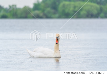 Graceful white Swan swimming in the lake, swans in the wild. Portrait of a white swan swimming on a lake. Graceful white Swan swimming in the lake, swans in the wild. Portrait of a white swan swimming on a lake. 126944612