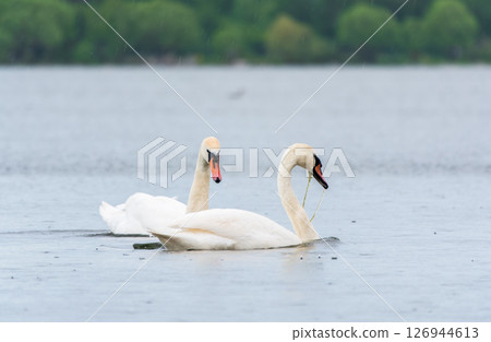 Two Graceful white Swans swimming in the lake, swans in the wild Two Graceful white Swans swimming in the lake, swans in the wild 126944613