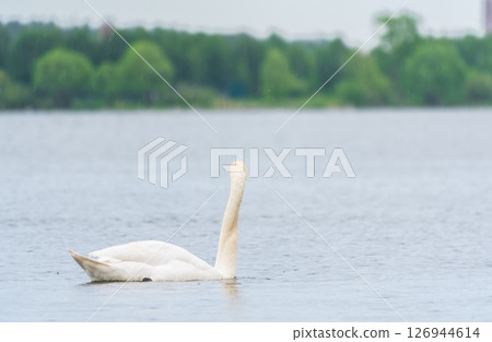 Graceful white Swan swimming in the lake, swans in the wild. Portrait of a white swan swimming on a lake. Graceful white Swan swimming in the lake, swans in the wild. Portrait of a white swan swimming on a lake. 126944614