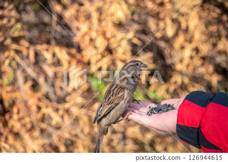 Sparrow eats seeds from a man's hand Sparrow eats seeds from a man's hand 126944615