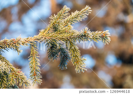 Green fir branches in winter covered with snow 126944618