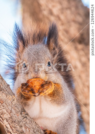 The squirrel with nut sits on tree in the winter or late autumn The squirrel with nut sits on tree in the winter or late autumn 126944624