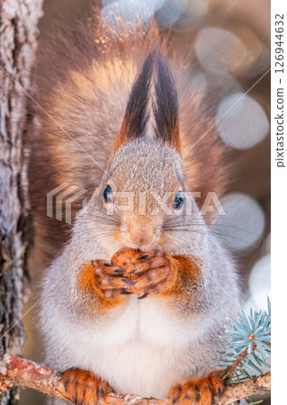 The squirrel with nut sits on tree in the winter or late autumn The squirrel with nut sits on tree in the winter or late autumn 126944632