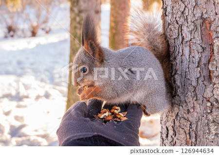 Squirrel eats nuts from a man's hand. Caring for animals in winter or autumn. Squirrel eats nuts from a man's hand. Caring for animals in winter or autumn. 126944634