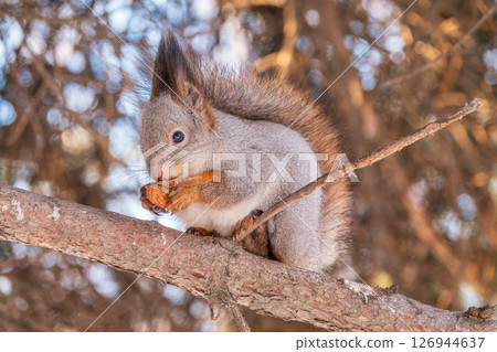 The squirrel with nut sits on tree in the winter or late autumn 126944637