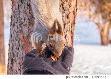 Squirrel eats nuts from a man's hand. Caring for animals in winter or autumn. 126944642