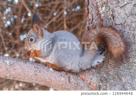 The squirrel with nut sits on tree in the winter or late autumn The squirrel with nut sits on tree in the winter or late autumn 126944648