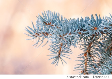 Green fir branches in winter covered with snow 126944655