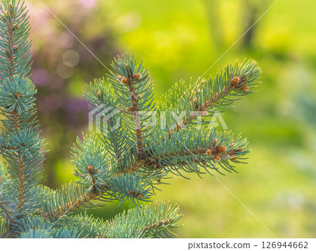 Closeup of fir branches with young buds. Spring nature concept. Fir branches with fresh shoots 126944662