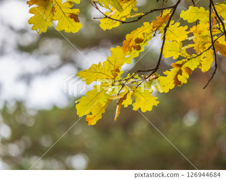 Oak branches with yellow leaves in autumn park 126944684