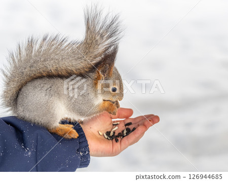 Squirrel eats nuts from a man's hand. Caring for animals in winter or autumn. 126944685