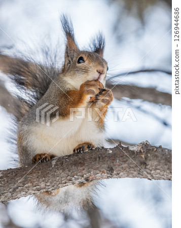 The squirrel with nut sits on tree in the winter or late autumn The squirrel with nut sits on tree in the winter or late autumn 126944686