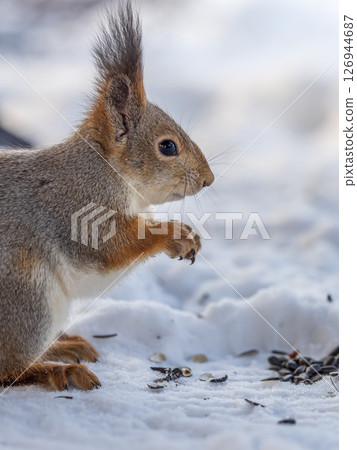 The squirrel in winter sits on white snow. 126944687
