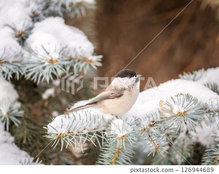 Cute bird the willow tit, song bird sitting on the fir branch with snow in winter Cute bird the willow tit, song bird sitting on the fir branch with snow in winter 126944689