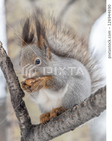 The squirrel with nut sits on tree in the winter or late autumn The squirrel with nut sits on tree in the winter or late autumn 126944690