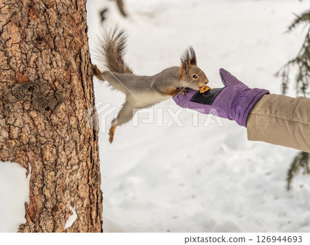 Girl feeds a squirrel with nuts at winter. Caring for animals in winter or autumn. 126944693