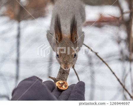 Squirrel eats nuts from a man's hand. Caring for animals in winter or autumn. 126944697