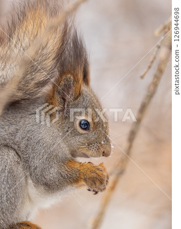 The squirrel with nut sits on tree in the winter or late autumn 126944698