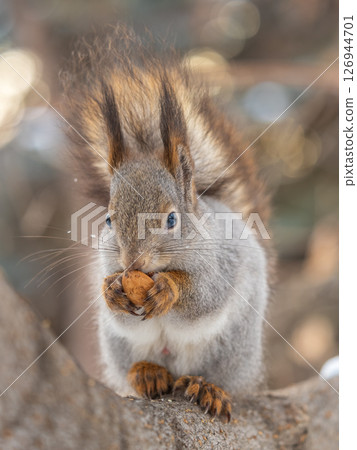 The squirrel with nut sits on tree in the winter or late autumn 126944701