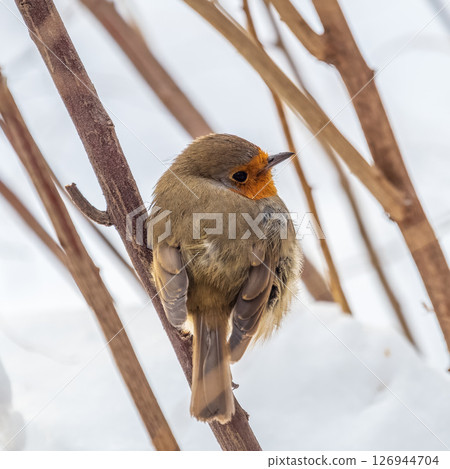Cute bird the European Robin, Erithacus rubecula. sitting on the tree branch in winter. Cute bird the European Robin, Erithacus rubecula. sitting on the tree branch in winter. 126944704
