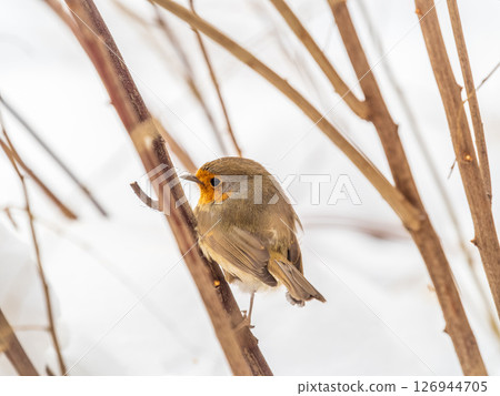 Cute bird the European Robin, Erithacus rubecula. sitting on the tree branch in winter. 126944705