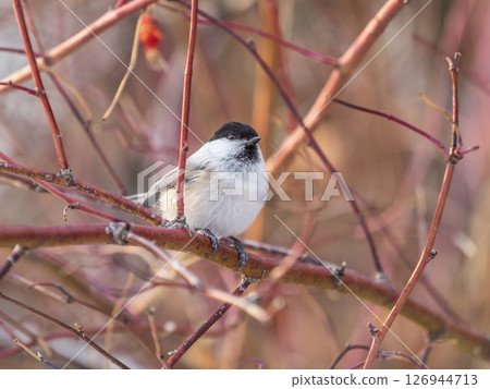 Cute bird the willow tit, song bird sitting on a branch without leaves in the winter. Cute bird the willow tit, song bird sitting on a branch without leaves in the winter. 126944713