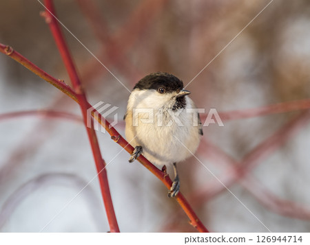 Cute bird the willow tit, song bird sitting on a branch without leaves in the winter. Cute bird the willow tit, song bird sitting on a branch without leaves in the winter. 126944714