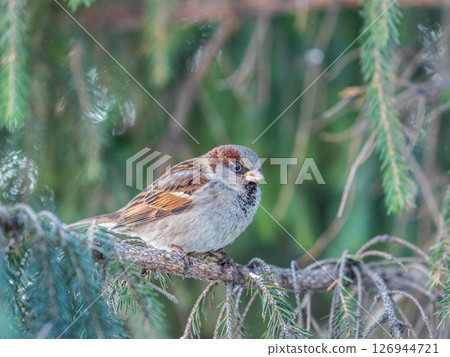 Sparrow sits on a fir branch in the sunset light. Sparrow sits on a fir branch in the sunset light. 126944721