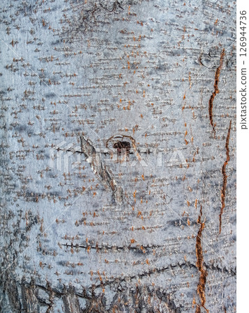 Aspen bark texture. Populus tremula, Eurasian aspen Aspen bark texture. Populus tremula, Eurasian aspen 126944736