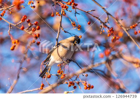 Bullfinch sitting on a branch. Beautiful bird with a red breast on a branch in winter. Bullfinch sitting on a branch. Beautiful bird with a red breast on a branch in winter. 126944739