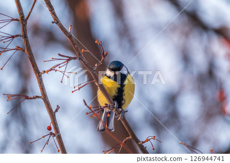 Cute bird Great tit, songbird sitting on a branch without leaves in the autumn or winter. Cute bird Great tit, songbird sitting on a branch without leaves in the autumn or winter. 126944741