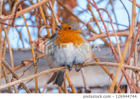 Cute bird the European Robin, Erithacus rubecula. sitting on the tree branch in winter. Cute bird the European Robin, Erithacus rubecula. sitting on the tree branch in winter. 126944744