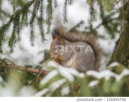The squirrel with nut sits on tree in the winter or late autumn 126944746