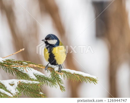 Cute bird Great tit, songbird sitting on a branch without leaves in the autumn or winter. Cute bird Great tit, songbird sitting on a branch without leaves in the autumn or winter. 126944747