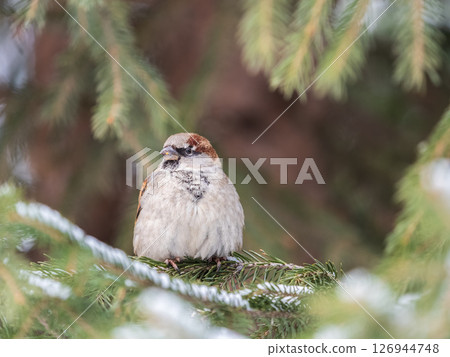 Sparrow sits on a fir branch in the sunset light. Sparrow sits on a fir branch in the sunset light. 126944748