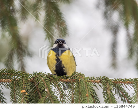 Cute bird Great tit, songbird sitting on the fir branch with snow in winter Cute bird Great tit, songbird sitting on the fir branch with snow in winter 126944749