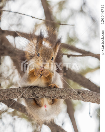 The squirrel sits on a branches without leaves in the winter or autumn The squirrel sits on a branches without leaves in the winter or autumn 126944752