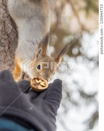 Squirrel eats nuts from a man's hand. Caring for animals in winter or autumn. Squirrel eats nuts from a man's hand. Caring for animals in winter or autumn. 126944753