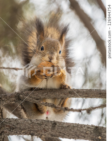 The squirrel with nut sits on tree in the winter or late autumn The squirrel with nut sits on tree in the winter or late autumn 126944754