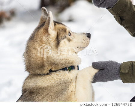 Portrait of the Siberian Husky dog black and white colour with blue eyes in winter. Portrait of the Siberian Husky dog black and white colour with blue eyes in winter. 126944758
