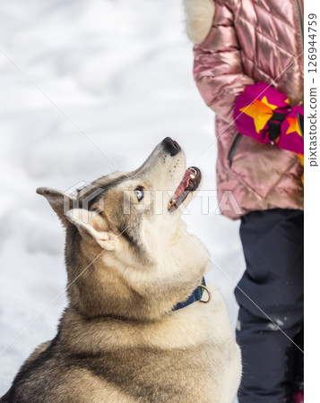 Portrait of the Siberian Husky dog black and white colour with blue eyes in winter. Portrait of the Siberian Husky dog black and white colour with blue eyes in winter. 126944759