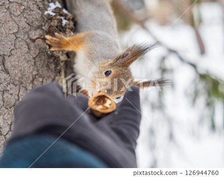 Squirrel eats nuts from a man's hand. Caring for animals in winter or autumn. Squirrel eats nuts from a man's hand. Caring for animals in winter or autumn. 126944760