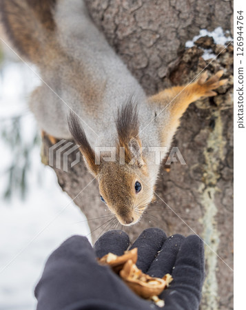 Squirrel eats nuts from a man's hand. Caring for animals in winter or autumn. 126944764