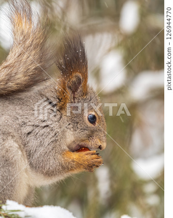 The squirrel with nut sits on tree in the winter or late autumn 126944770