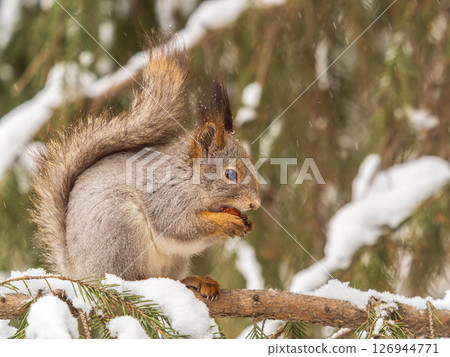 The squirrel with nut sits on tree in the winter or late autumn The squirrel with nut sits on tree in the winter or late autumn 126944771