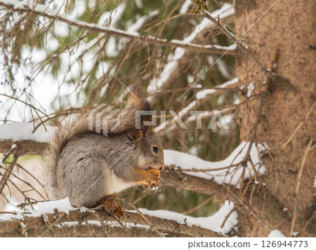 The squirrel with nut sits on tree in the winter or late autumn The squirrel with nut sits on tree in the winter or late autumn 126944773