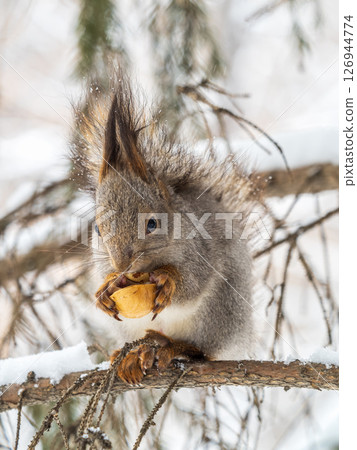 The squirrel with nut sits on tree in the winter or late autumn The squirrel with nut sits on tree in the winter or late autumn 126944774
