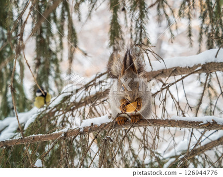 The squirrel with nut sits on tree in the winter or late autumn The squirrel with nut sits on tree in the winter or late autumn 126944776