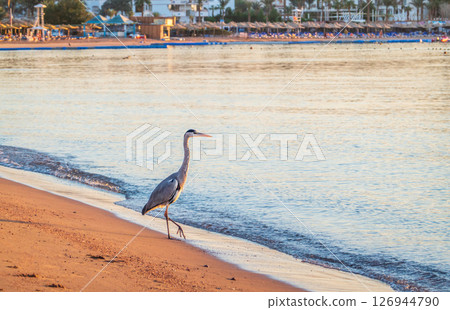Gray heron fishing on the beach of the Red Sea. Naama Bay beach, Sharm El Sheikh, Egypt Gray heron fishing on the beach of the Red Sea. Naama Bay beach, Sharm El Sheikh, Egypt 126944790